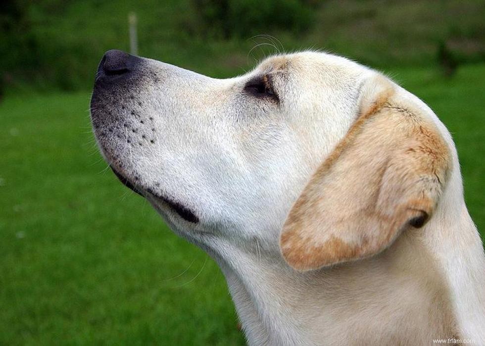 De nouvelles races de chiens reconnues l année de votre naissance 