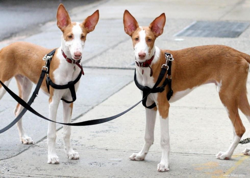 De nouvelles races de chiens reconnues l année de votre naissance 