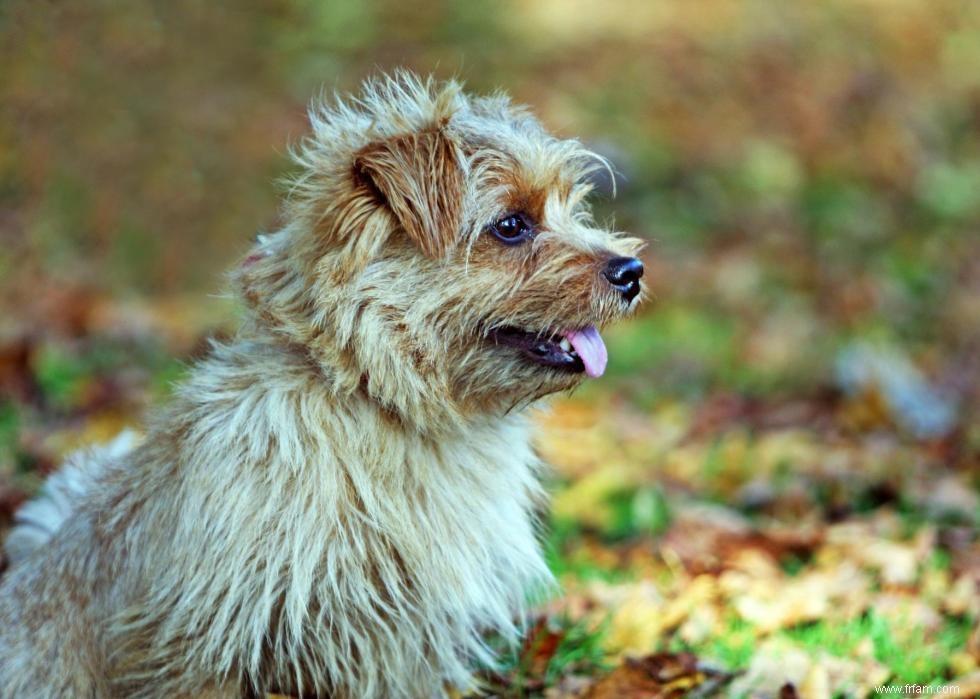 De nouvelles races de chiens reconnues l année de votre naissance 