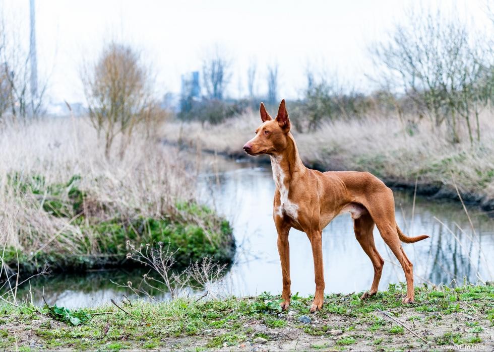 De nouvelles races de chiens reconnues l année de votre naissance 