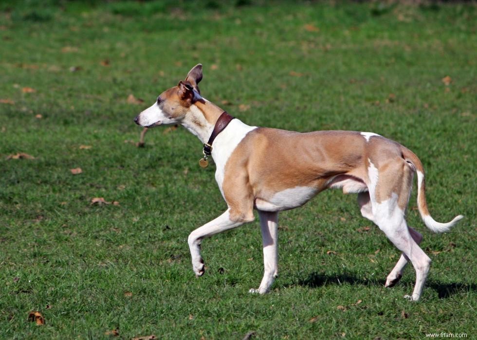 De nouvelles races de chiens reconnues l année de votre naissance 