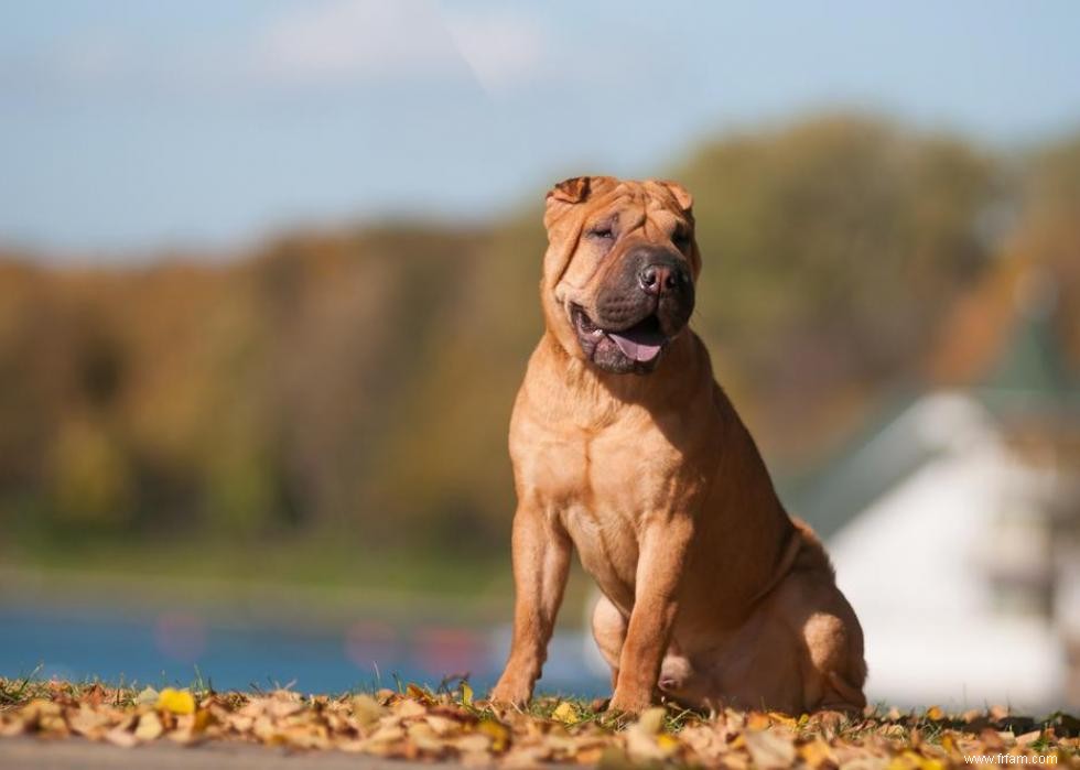 De nouvelles races de chiens reconnues l année de votre naissance 