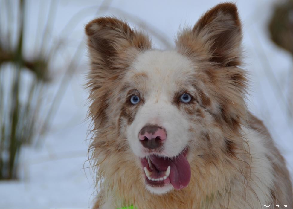 De nouvelles races de chiens reconnues l année de votre naissance 