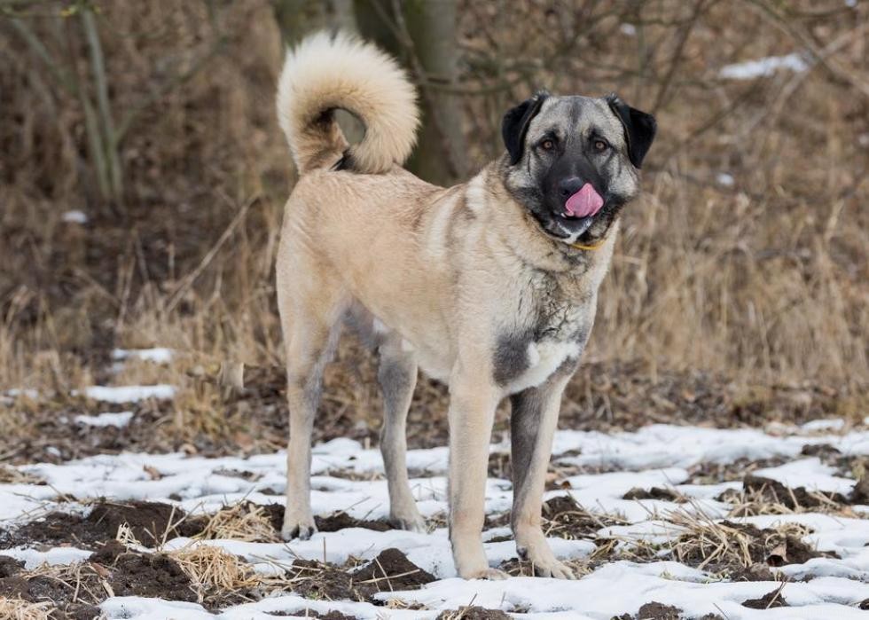 De nouvelles races de chiens reconnues l année de votre naissance 