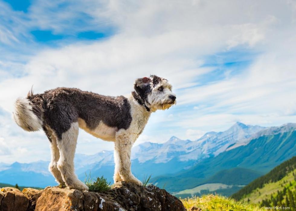 De nouvelles races de chiens reconnues l année de votre naissance 