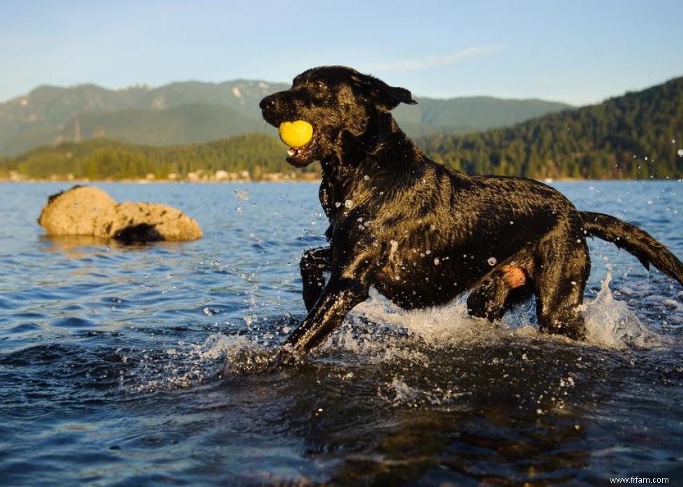 De nouvelles races de chiens reconnues l année de votre naissance 