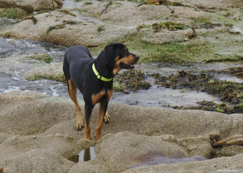 De nouvelles races de chiens reconnues l année de votre naissance 