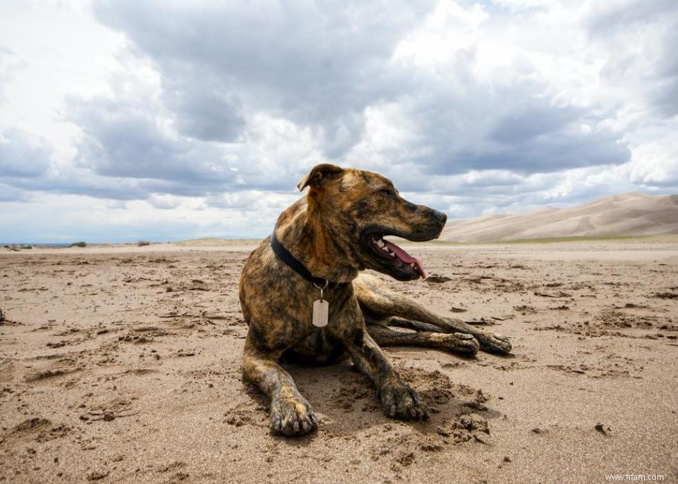 De nouvelles races de chiens reconnues l année de votre naissance 