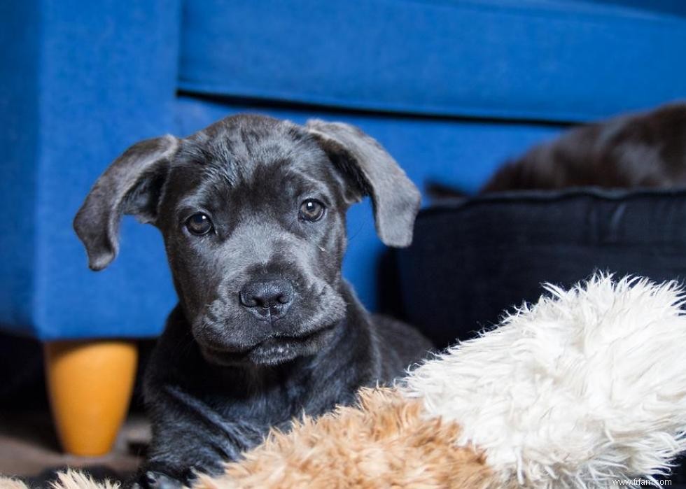 De nouvelles races de chiens reconnues l année de votre naissance 