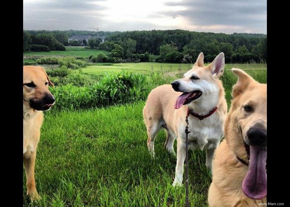 De nouvelles races de chiens reconnues l année de votre naissance 