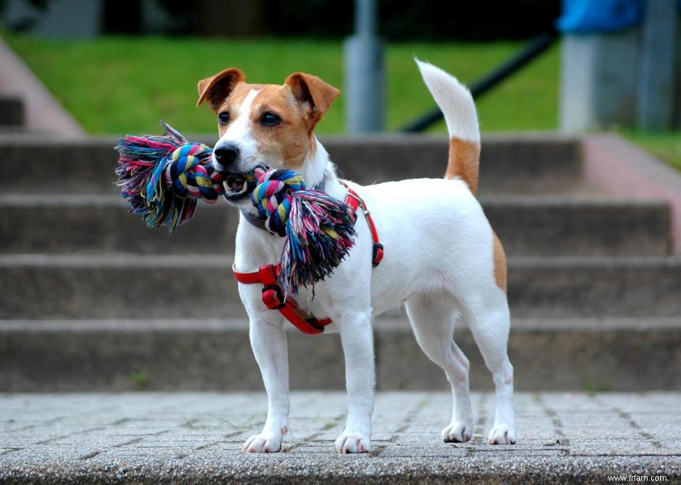 De nouvelles races de chiens reconnues l année de votre naissance 