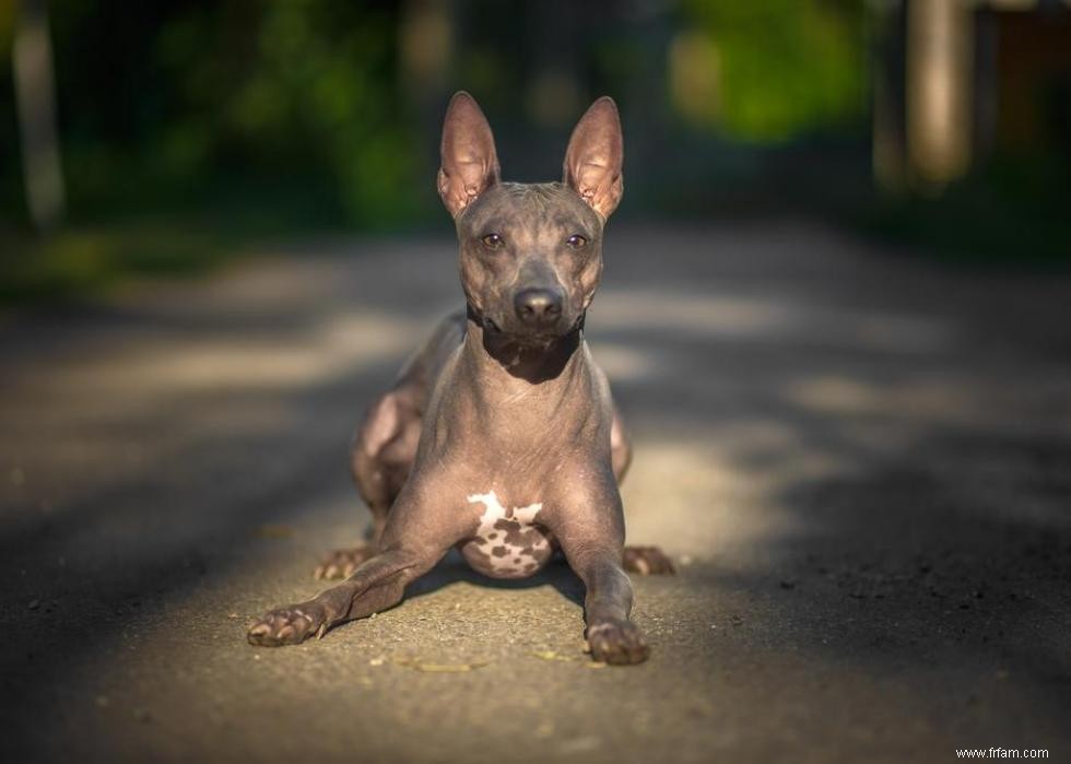 De nouvelles races de chiens reconnues l année de votre naissance 