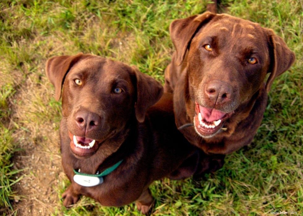 Connaissez-vous bien vos races de chiens ? 