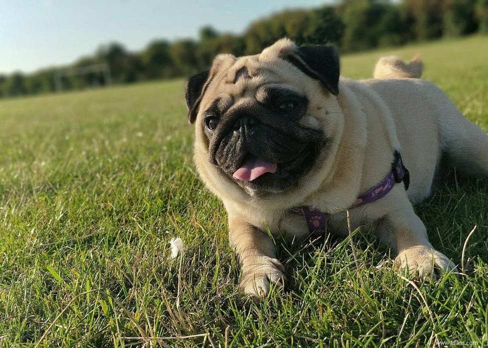 Connaissez-vous bien vos races de chiens ? 