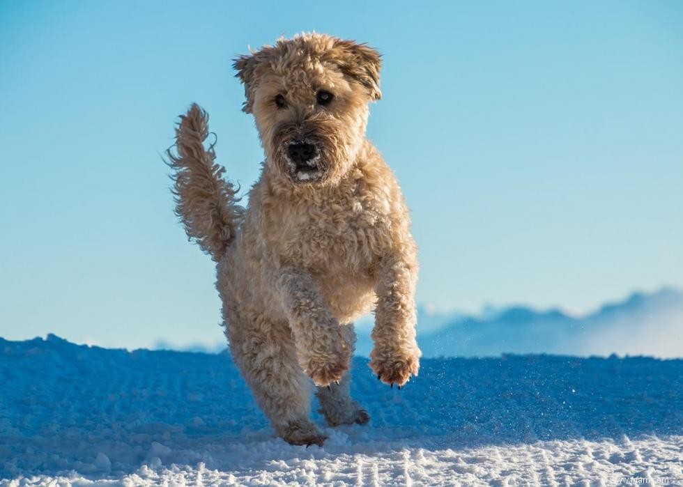 Connaissez-vous bien vos races de chiens ? 