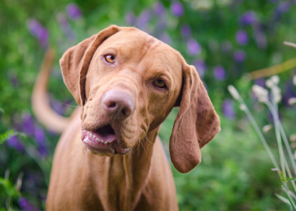 Connaissez-vous bien vos races de chiens ? 