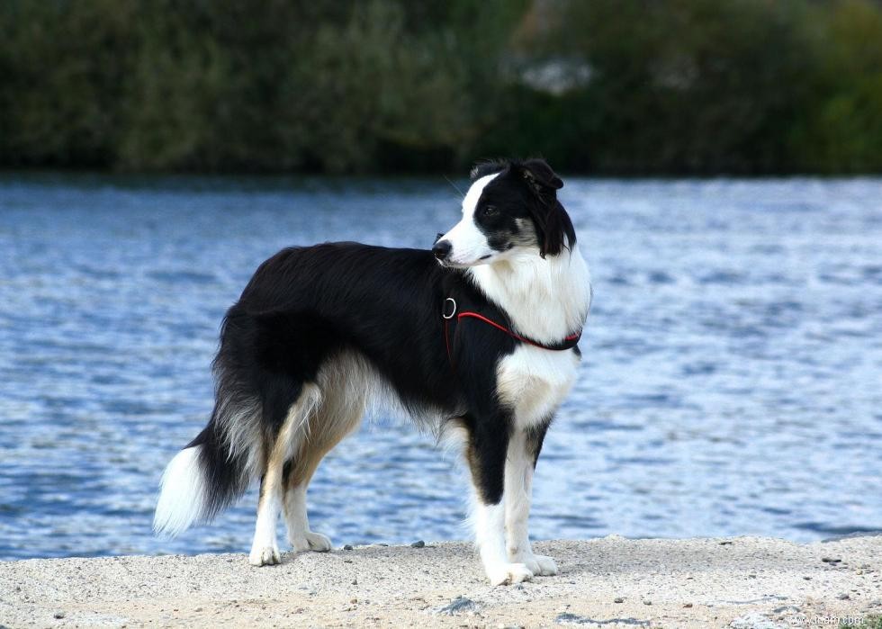 Connaissez-vous bien vos races de chiens ? 