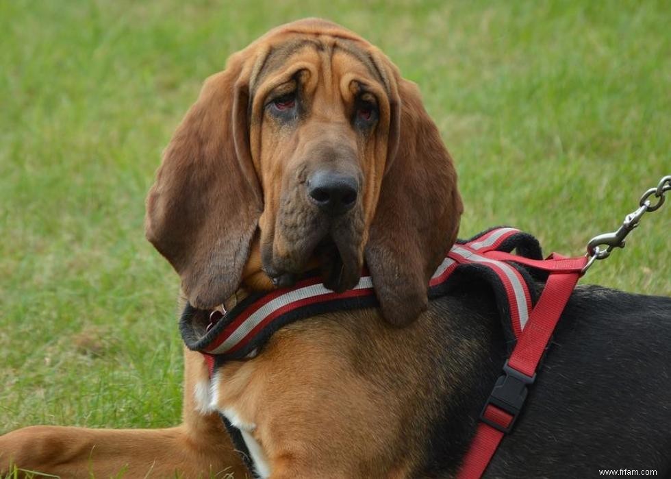 Connaissez-vous bien vos races de chiens ? 