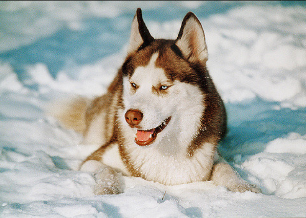 Connaissez-vous bien vos races de chiens ? 