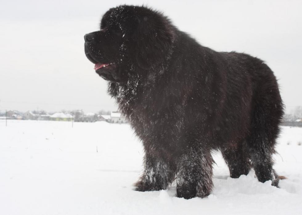 Connaissez-vous bien vos races de chiens ? 