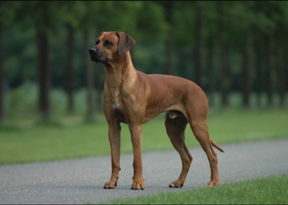 Connaissez-vous bien vos races de chiens ? 