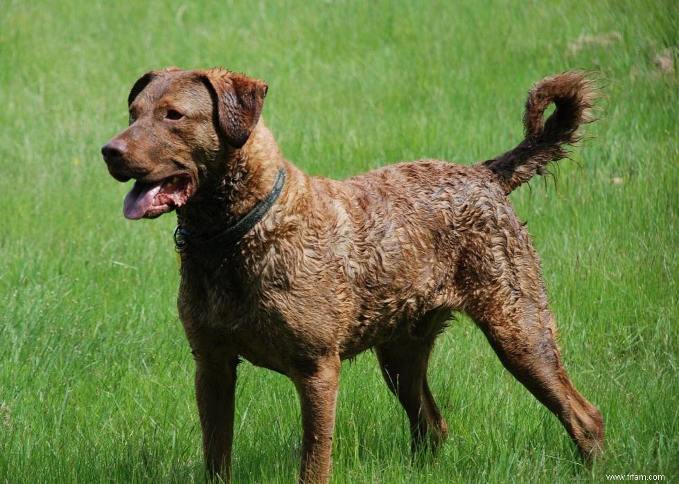 Connaissez-vous bien vos races de chiens ? 