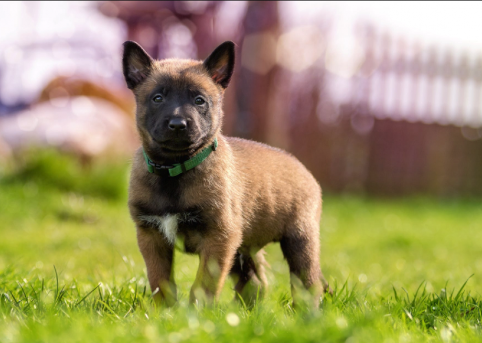 Connaissez-vous bien vos races de chiens ? 