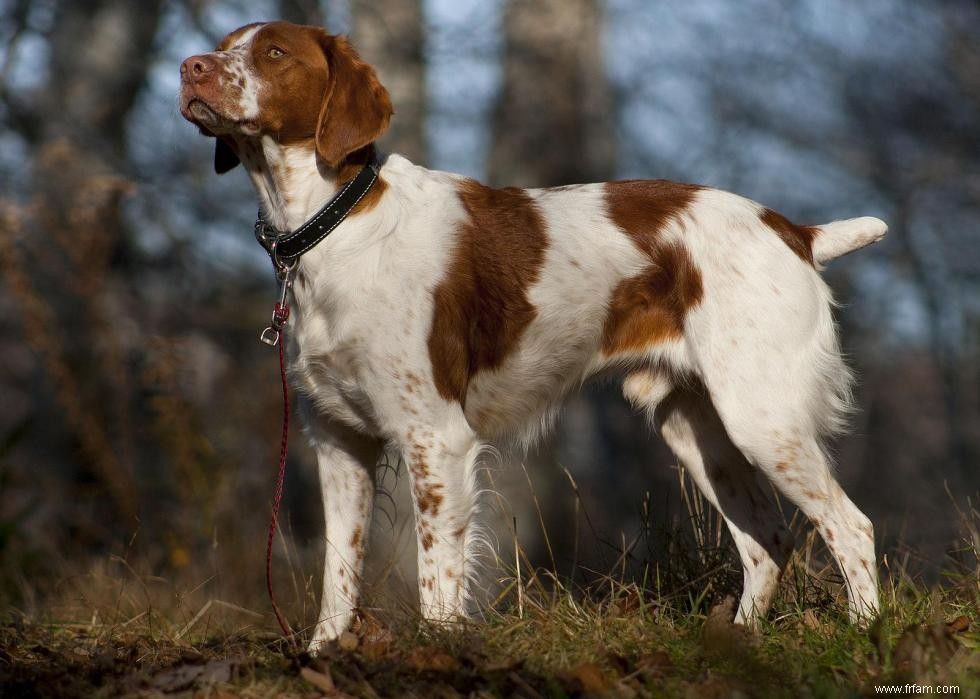 Connaissez-vous bien vos races de chiens ? 