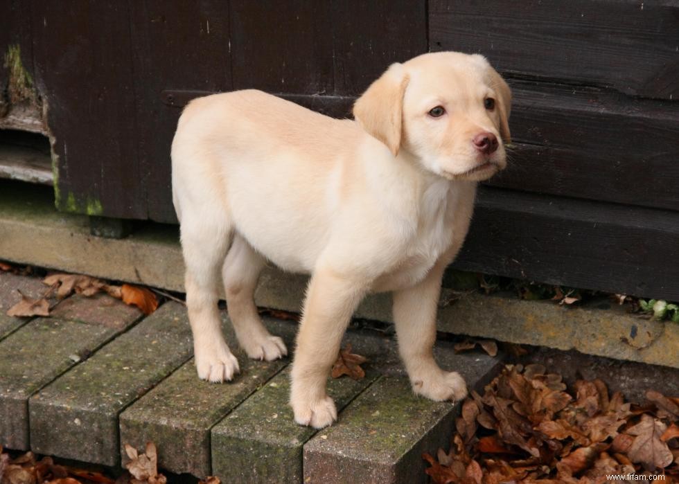 30 photos de labrador retrievers, la race de chien n°1 en Amérique 