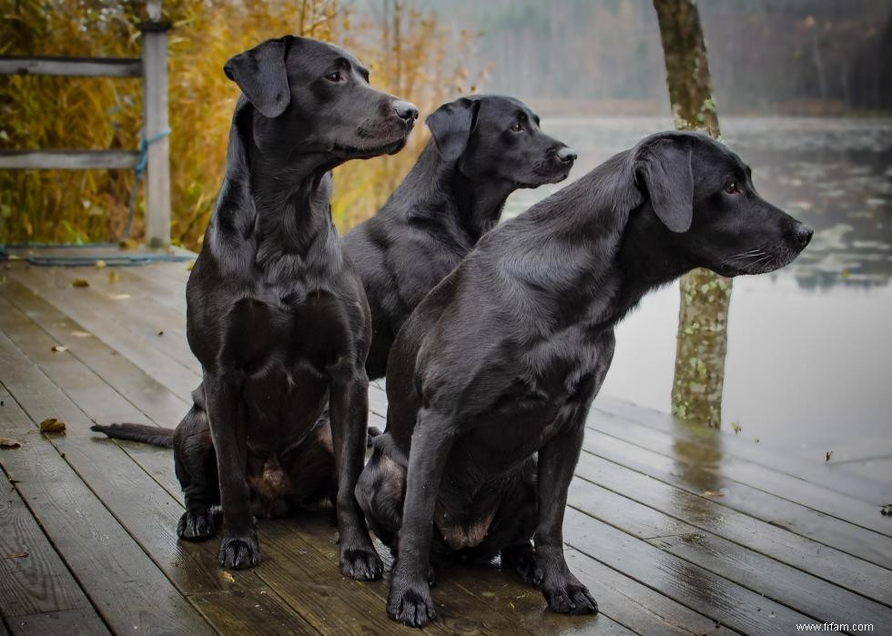 30 photos de labrador retrievers, la race de chien n°1 en Amérique 