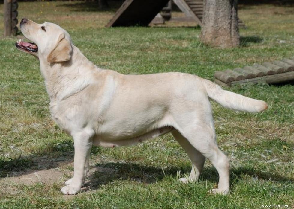 30 photos de labrador retrievers, la race de chien n°1 en Amérique 