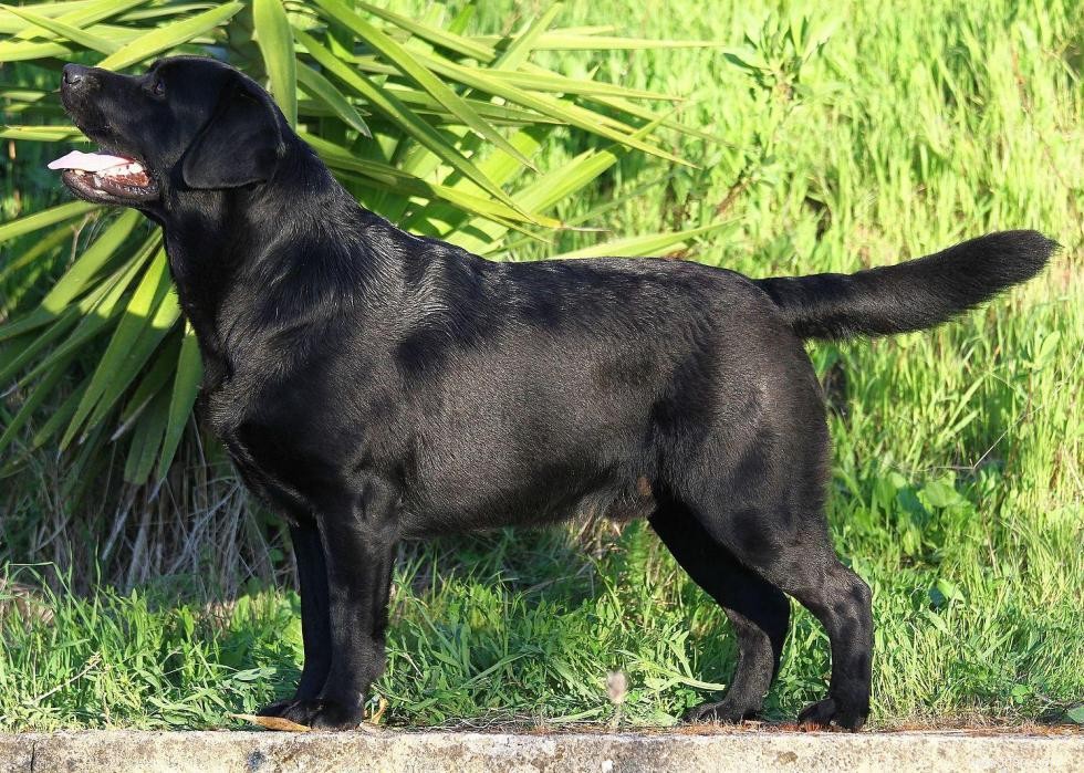 30 photos de labrador retrievers, la race de chien n°1 en Amérique 