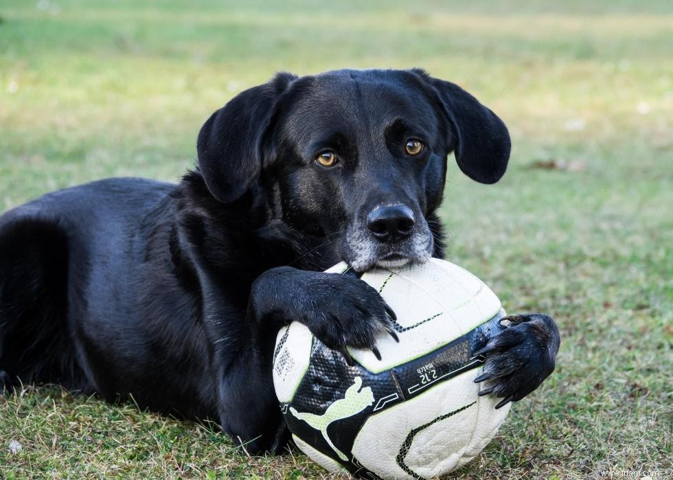 30 photos de labrador retrievers, la race de chien n°1 en Amérique 