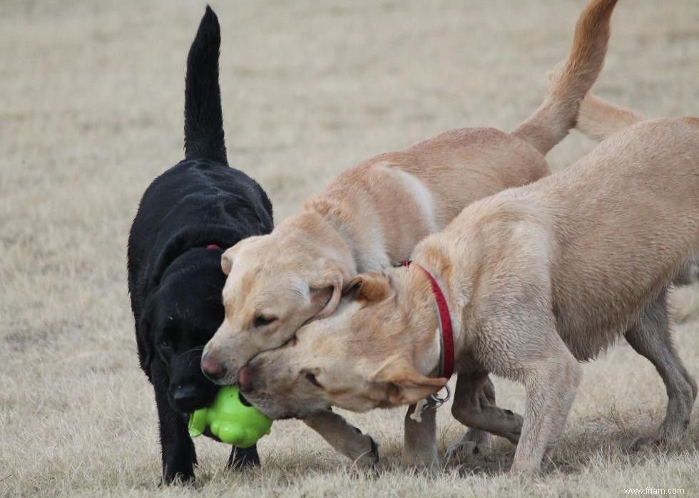 30 photos de labrador retrievers, la race de chien n°1 en Amérique 