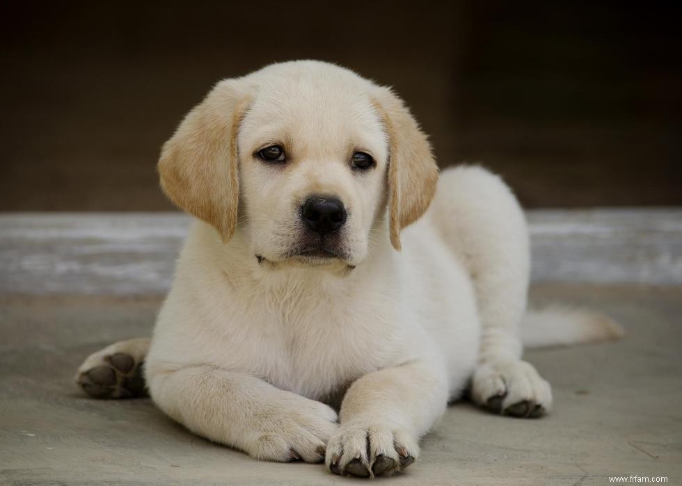 30 photos de labrador retrievers, la race de chien n°1 en Amérique 