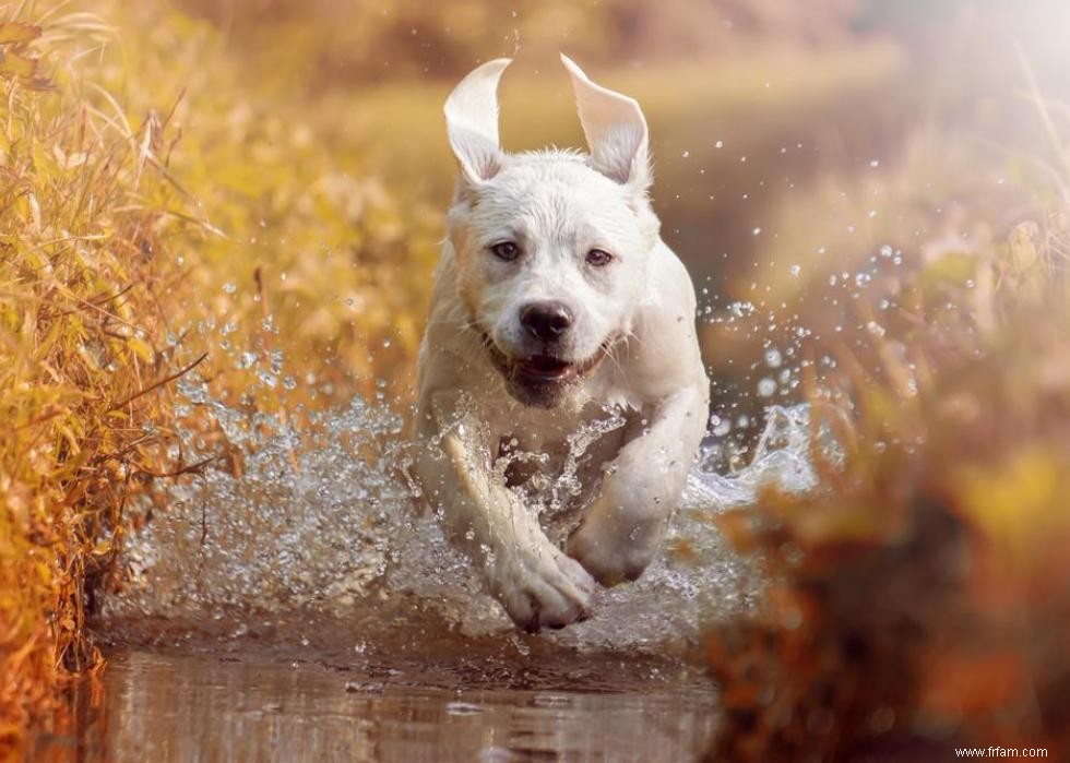 30 photos de labrador retrievers, la race de chien n°1 en Amérique 