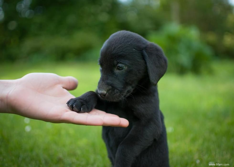 30 photos de labrador retrievers, la race de chien n°1 en Amérique 