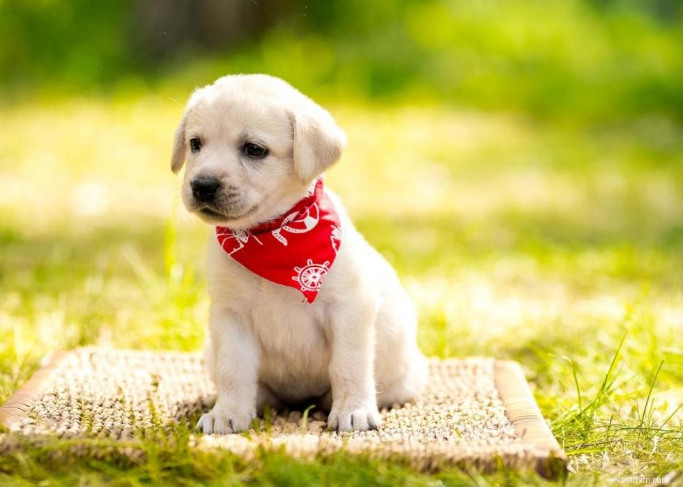 30 photos de labrador retrievers, la race de chien n°1 en Amérique 