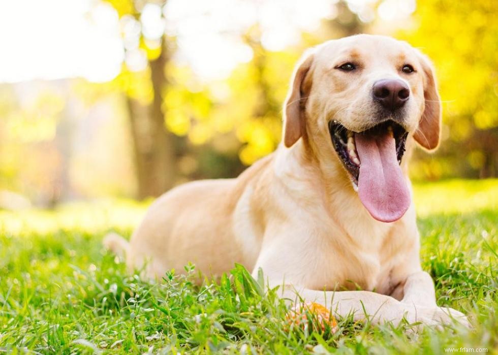 30 photos de labrador retrievers, la race de chien n°1 en Amérique 