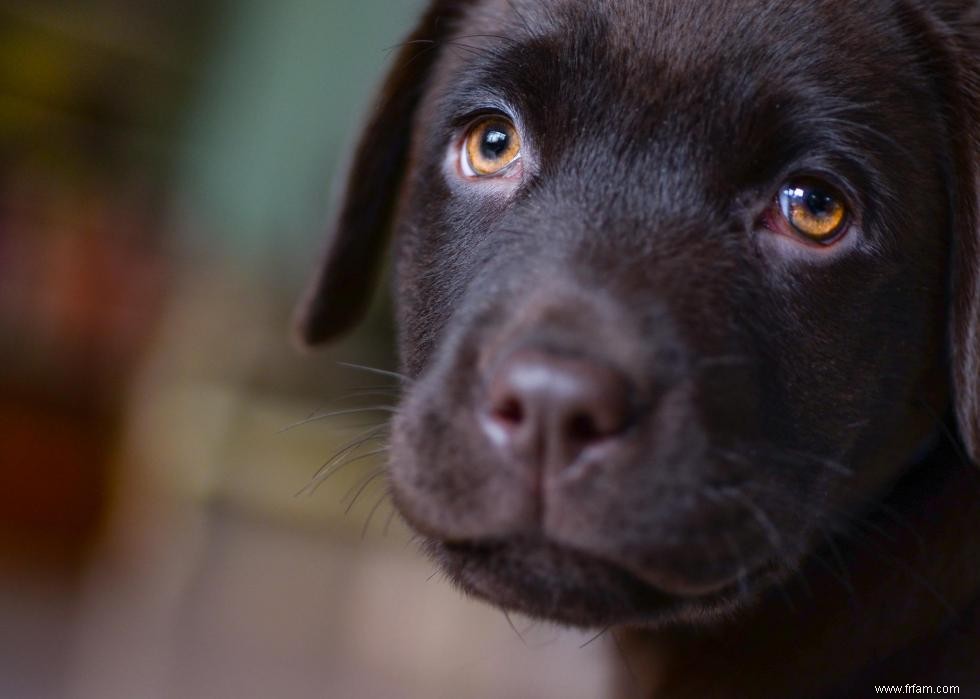 30 photos de labrador retrievers, la race de chien n°1 en Amérique 