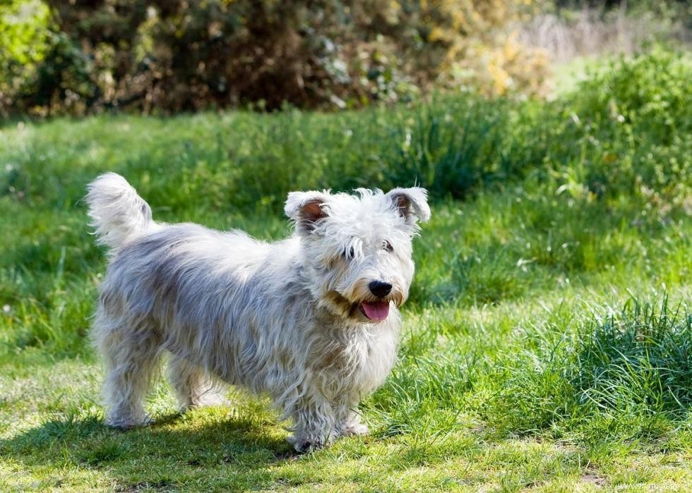 16 chiens qui réduisent le bruit 