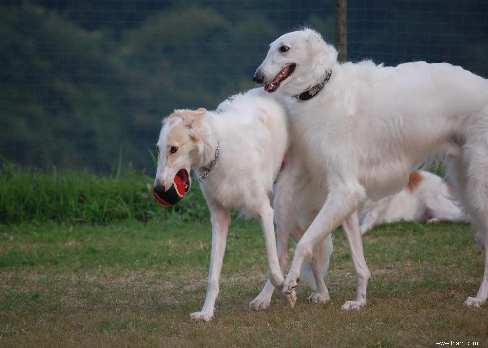 16 chiens qui réduisent le bruit 