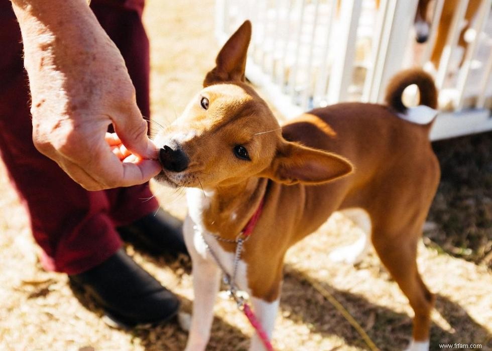 16 chiens qui réduisent le bruit 