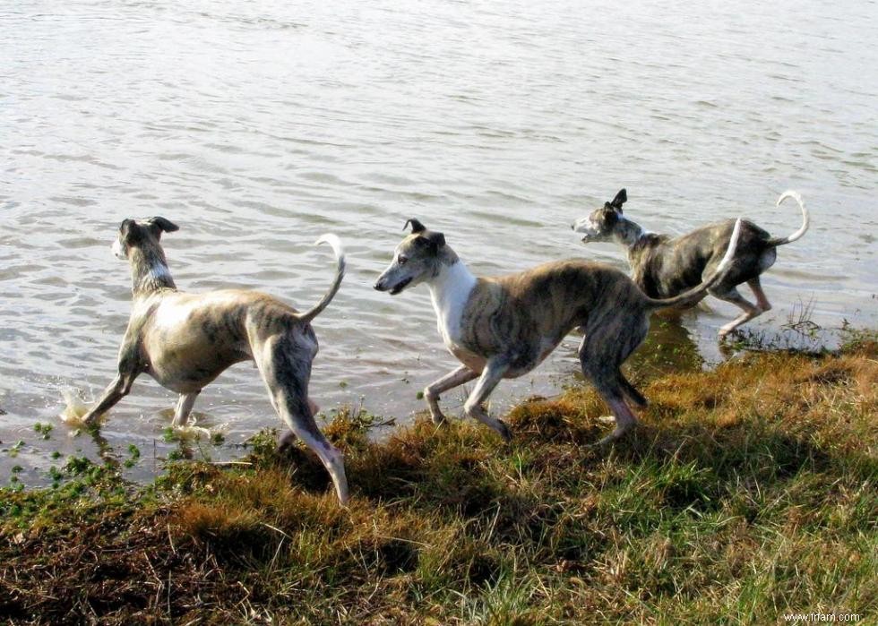 16 chiens qui réduisent le bruit 