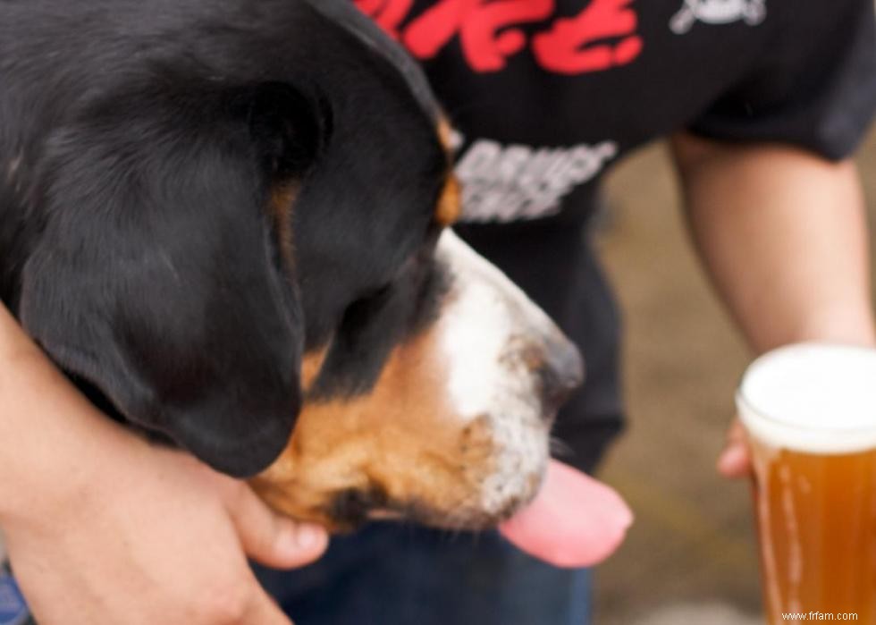 Mon chien peut-il manger ça ? 50 aliments humains que les chiens peuvent et ne peuvent pas manger 