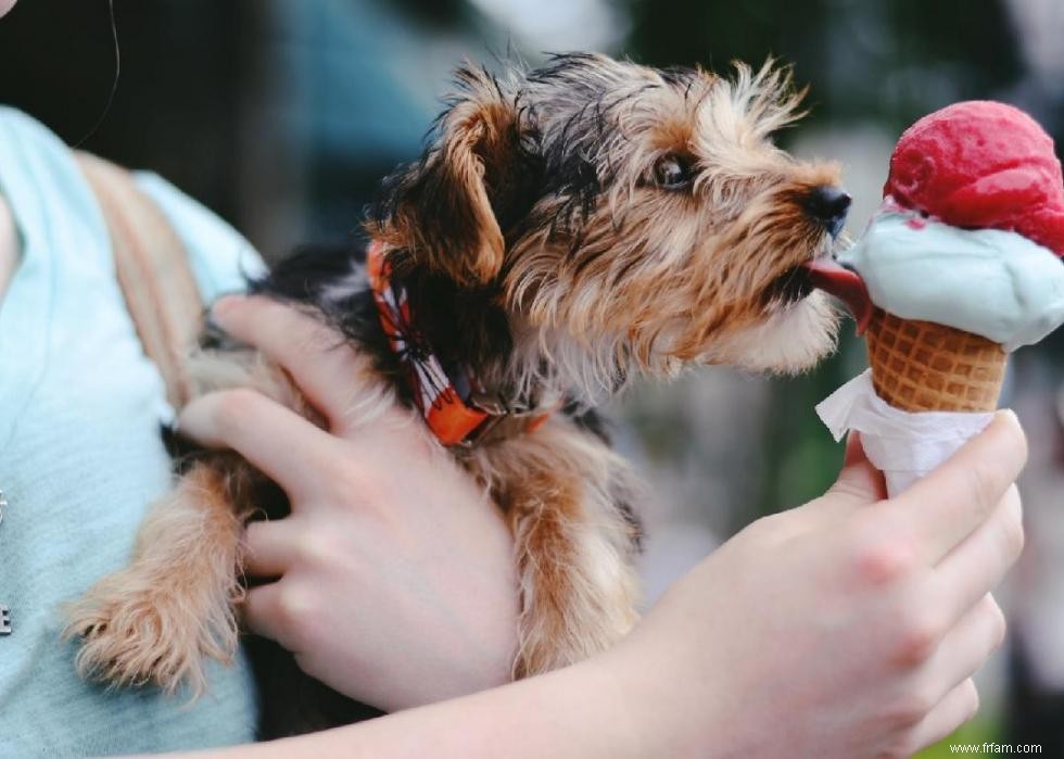 Mon chien peut-il manger ça ? 50 aliments humains que les chiens peuvent et ne peuvent pas manger 