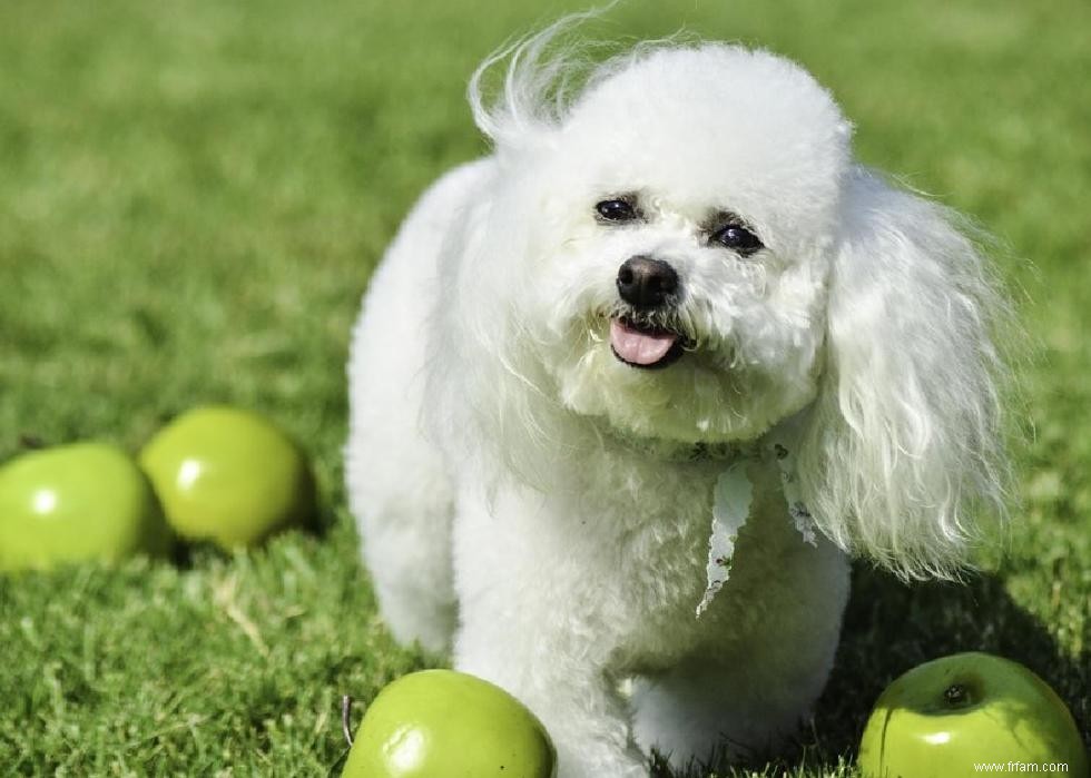 Mon chien peut-il manger ça ? 50 aliments humains que les chiens peuvent et ne peuvent pas manger 