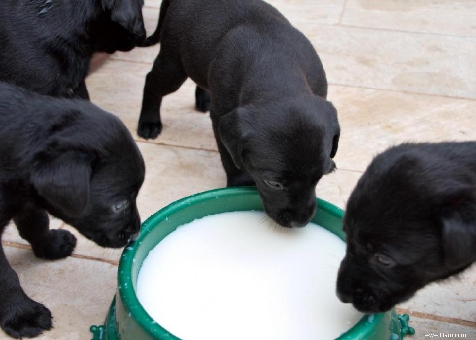 Mon chien peut-il manger ça ? 50 aliments humains que les chiens peuvent et ne peuvent pas manger 