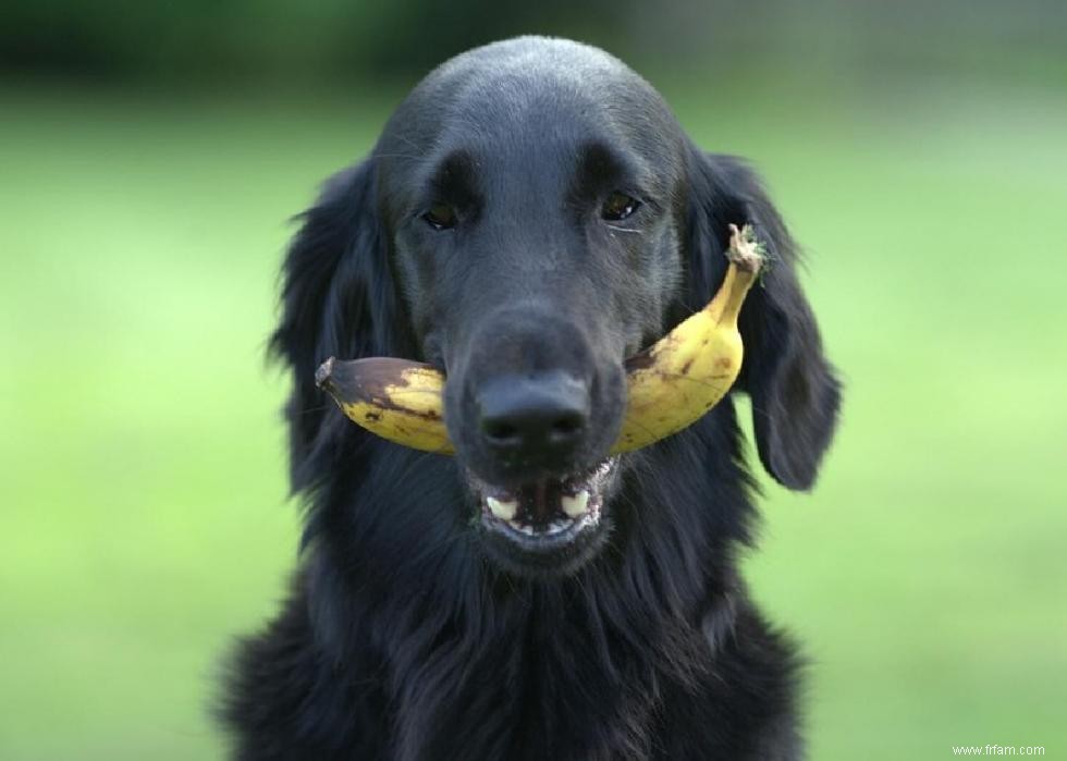 Mon chien peut-il manger ça ? 50 aliments humains que les chiens peuvent et ne peuvent pas manger 