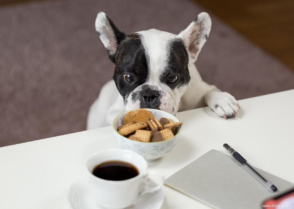 Mon chien peut-il manger ça ? 50 aliments humains que les chiens peuvent et ne peuvent pas manger 